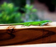 image of green_lizard