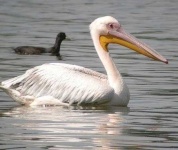 image of pelican
