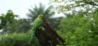 image of parakeet