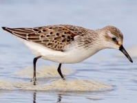 image of sandpiper #24