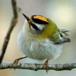 image of bird