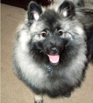image of keeshond
