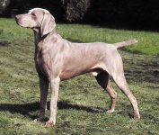 image of weimaraner