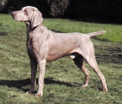 image of weimaraner #20