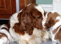 image of welsh_springer_spaniel #22