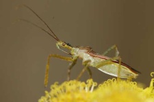 image of leafhopper