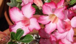 image of flower