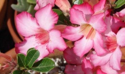 image of desert_rose #29