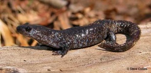 image of spotted_salamander