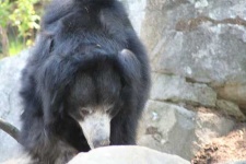 image of sloth_bear #8