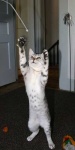 image of egyptian_mau #5