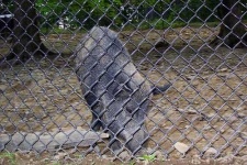 image of wild_boar