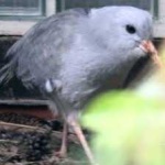 image of bird