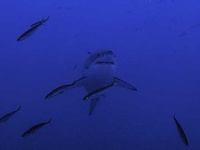 image of great_white_shark #31