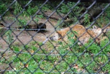 image of hyena