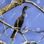 image of bird