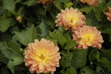 image of flower