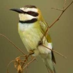 image of white_throated_bee_eater #32