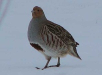 image of partridge
