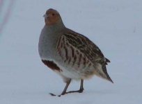 image of partridge #30