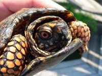 image of box_turtle