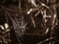 image of spider_web