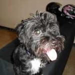 image of affenpinscher