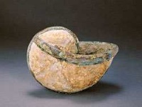 image of chambered_nautilus