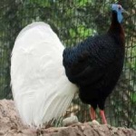 image of bird