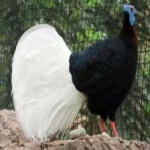 image of bulwers_pheasant #7