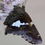 image of animal