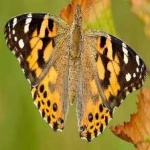 image of animal