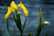 image of yellow_iris #9