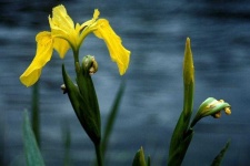 image of flower
