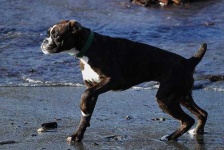 image of boxer