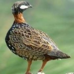 image of bird