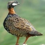 image of black_francolin #3