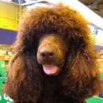 image of irish_spaniel #30