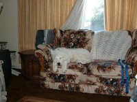 image of great_pyrenees