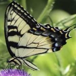 image of animal