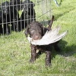 image of curly_coated_retriever