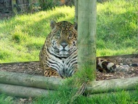 image of jaguar_car