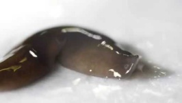 image of parasitic_flatworms
