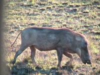 image of warthog