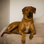 image of rhodesian_ridgeback