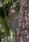 image of marmoset