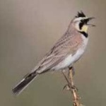 image of bird