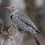 image of bird