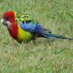 image of bird