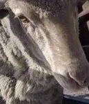 image of animal